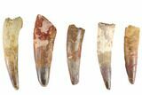 Lot: -, Bargain Spinosaurus Teeth - Pieces #86485-1